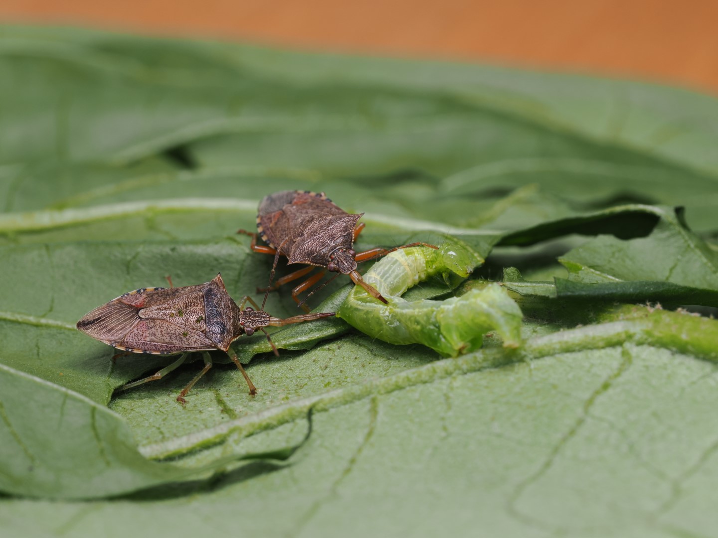 Podisus maculiventris adults